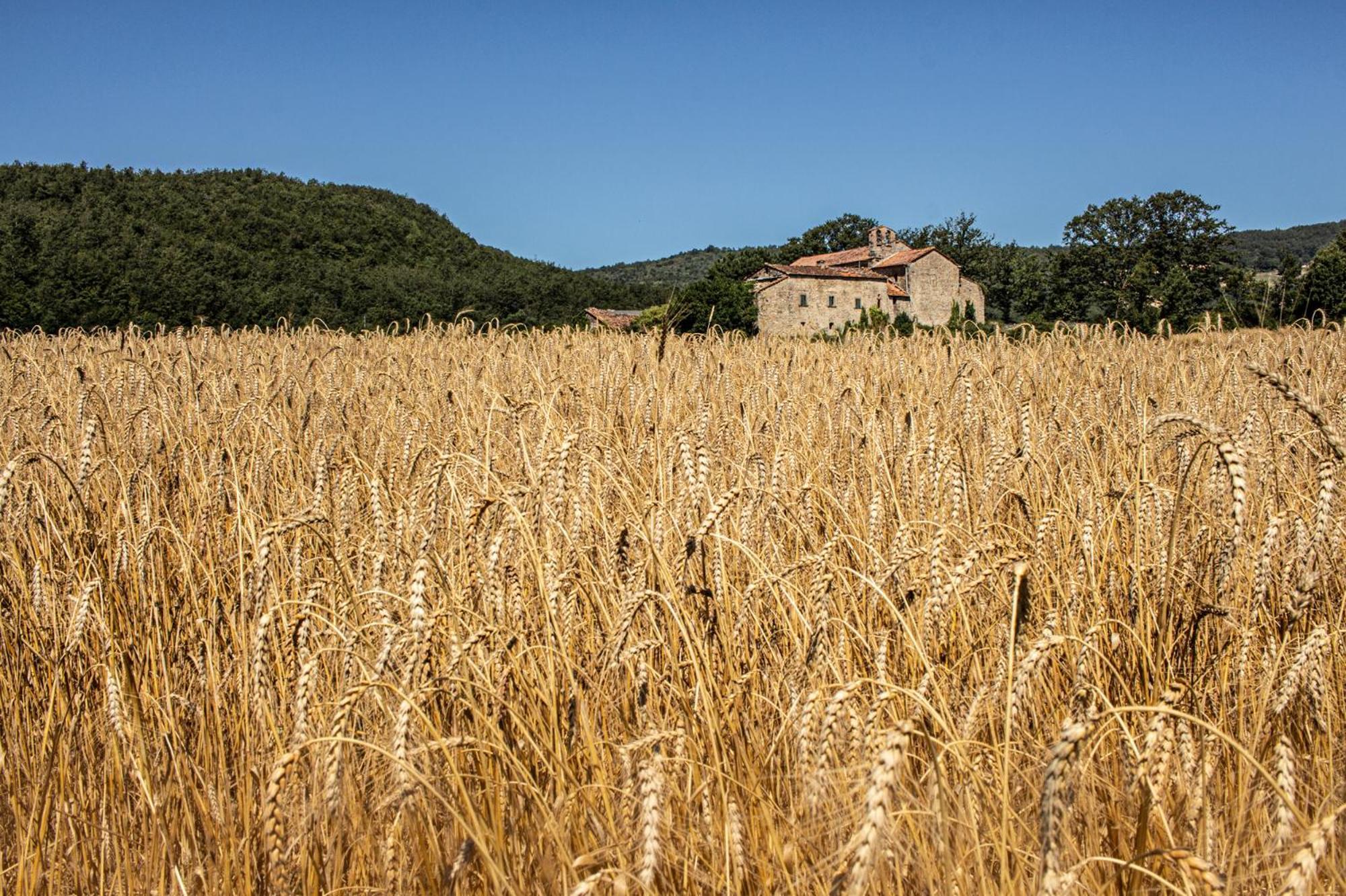 Agriturismo Terra Di Michelangelo Caprese Michelangelo Esterno foto